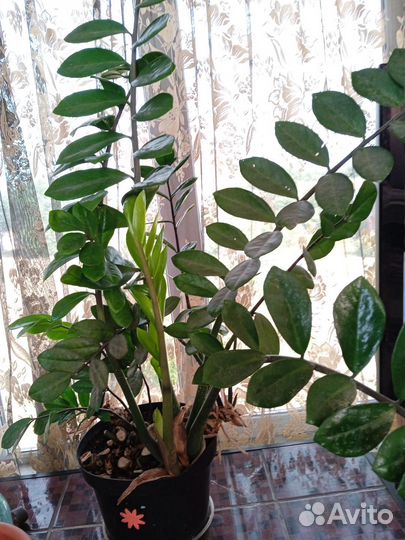 Замиокулькас,фикусы