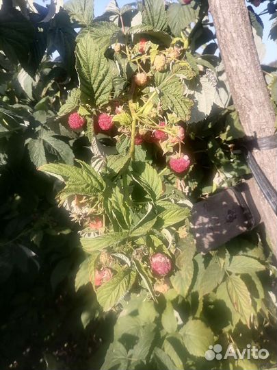 Ремонтантная малина