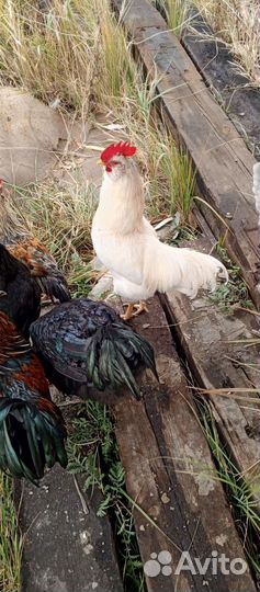 Молодые петухи