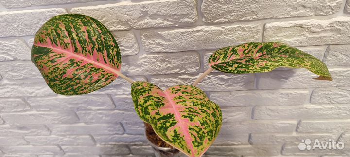 Аглаонема Ruay Lab