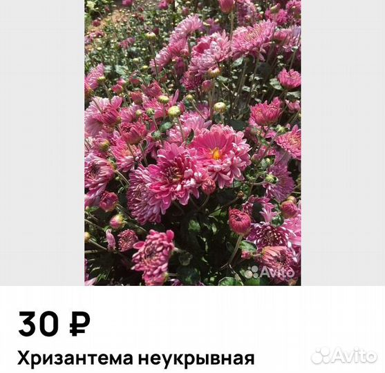 Домашние цветы