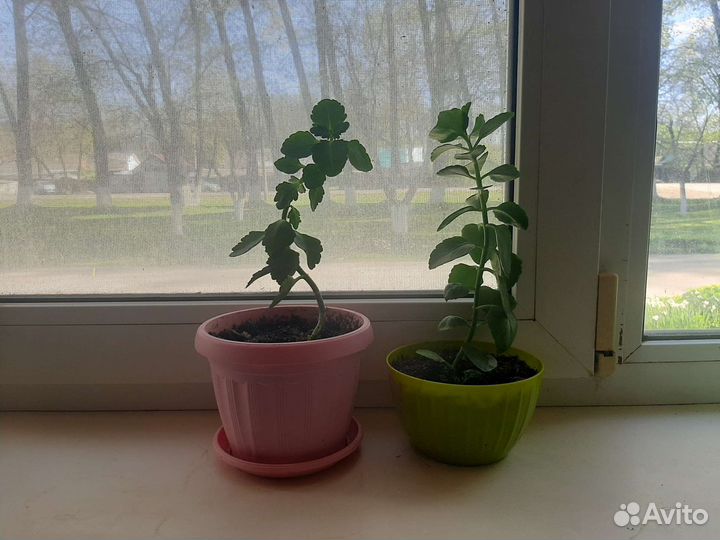 Каланхоэ цветущий