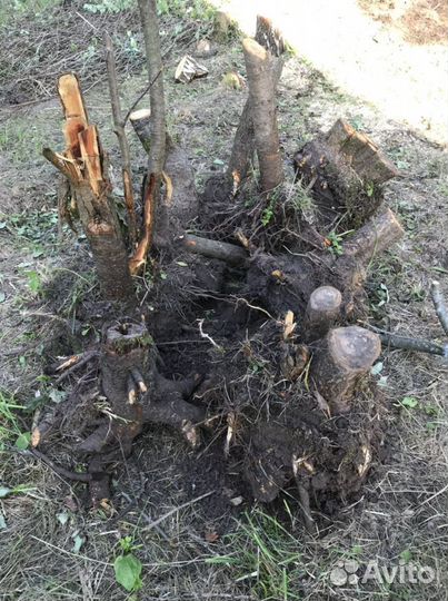 Корчевание пней