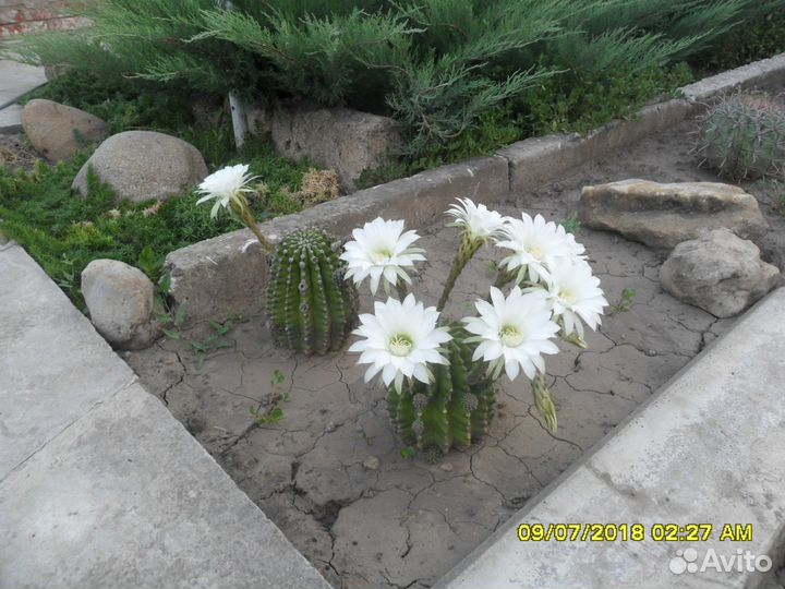 Кактусы