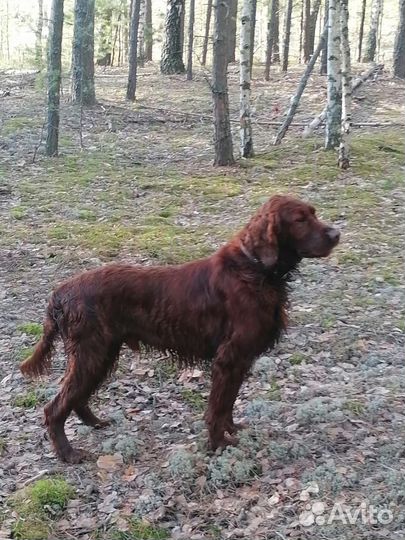 Ирландский сеттер