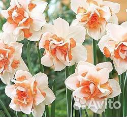 Луковицы весенних растений (нарцисс махровый)