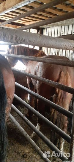 Лошади.жеребята