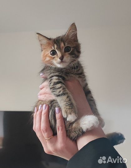 Отдам в добрые руки кошечку