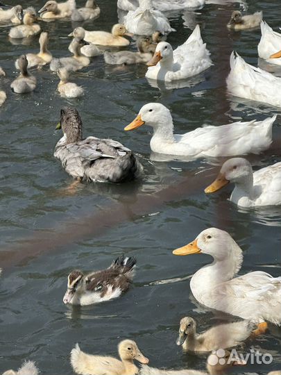 Пекинская утка