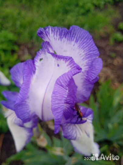 Ирисы, кусты