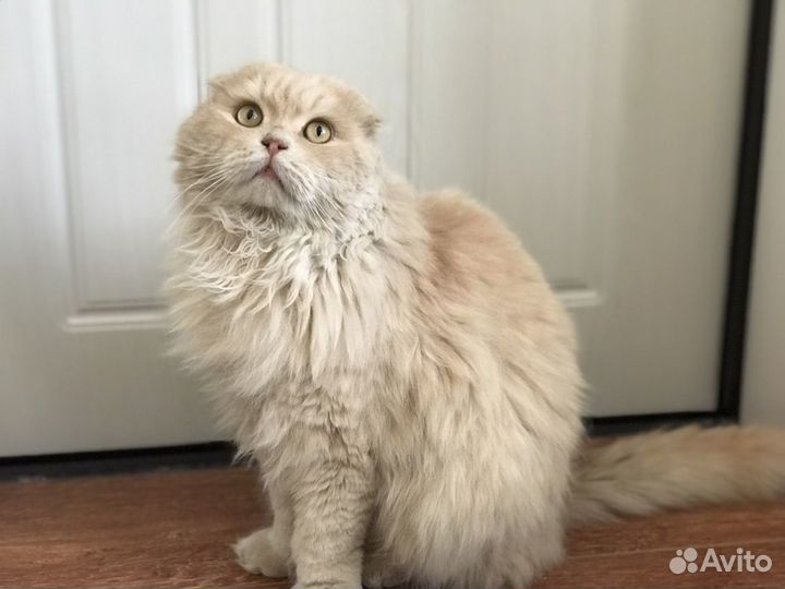 Шотландский вислоухий персиковый кот купить в Каспийске | Животные и  зоотовары | Авито