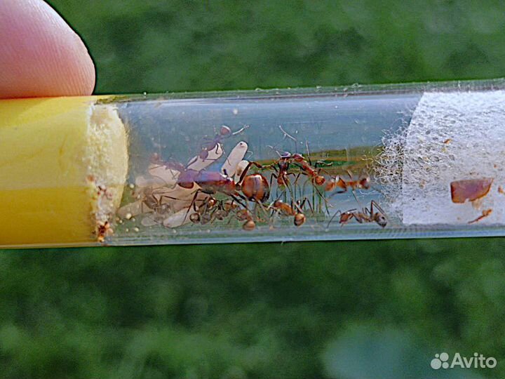 Camponotus nicobarensis, Рыжий реактивный муравей