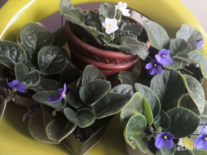 Фиалка белая, красная, синяя Цветут