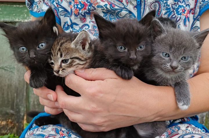 Котята