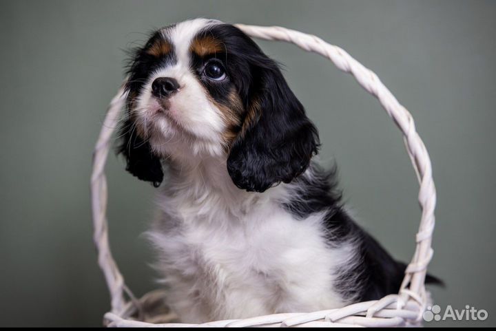 Щенки Кавалер Кинг чарльз спаниель