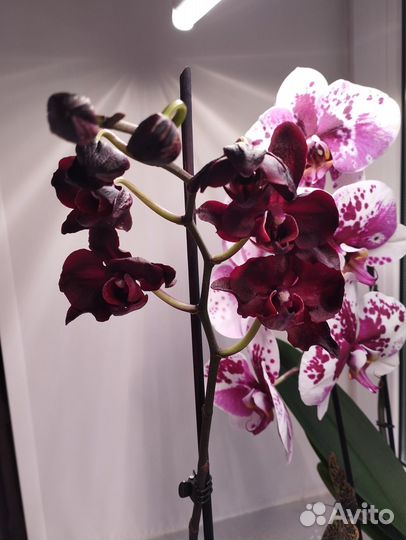 Орхидея черный лебедь
