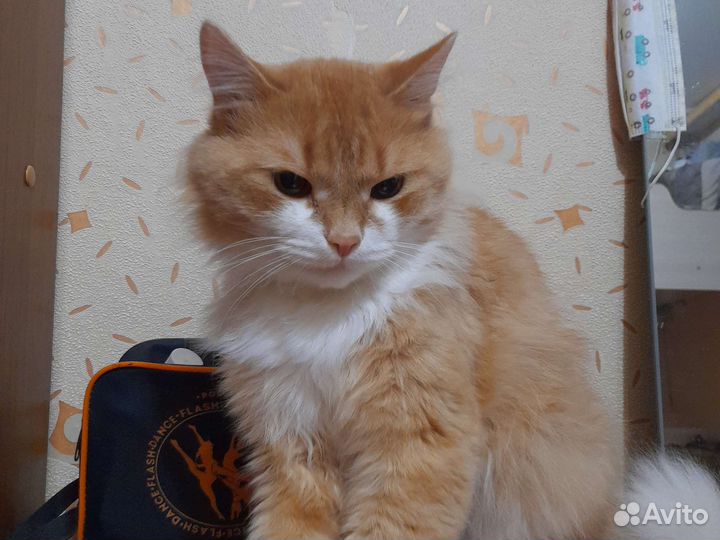 Кошки бесплатно