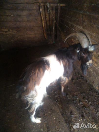 Продам : бык, тёлка и козы