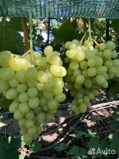 Виноград(черенки)