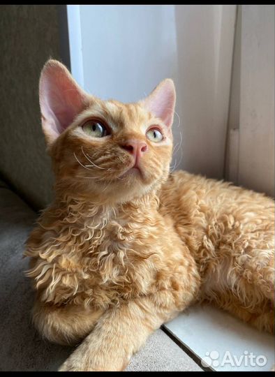 Мальчишки и девчонки Девон-рекс