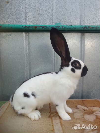 Кролики нпв