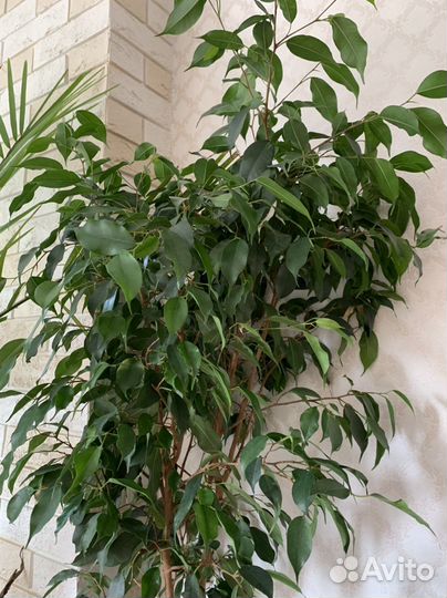 Бенджамина