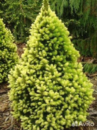 Ель Дейзи Уайт