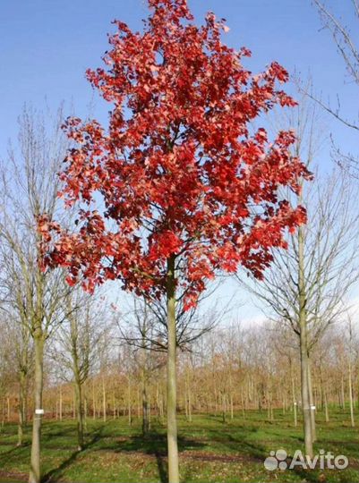 Красный клен