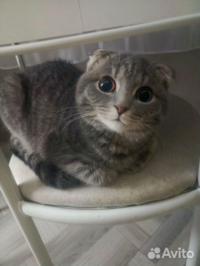 Шотландская