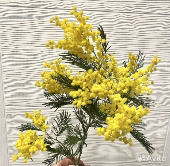 Мимоза