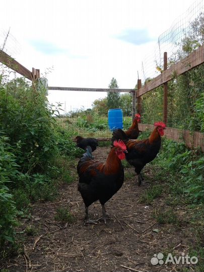 Породные петухи Мараны