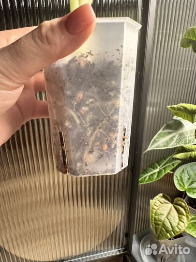 Алоказия мишольца