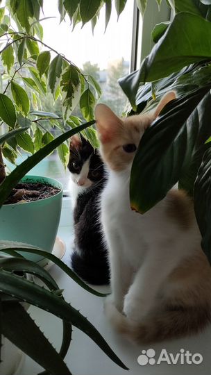 Отдам в добрые руки