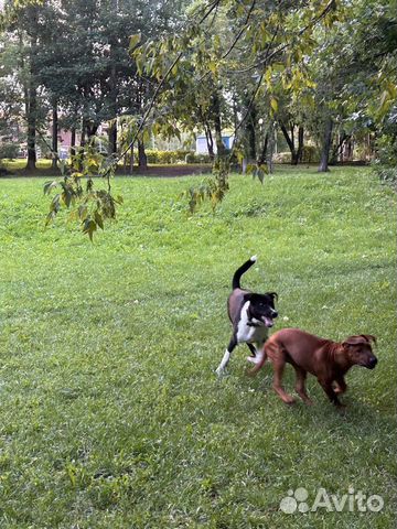 Родезийский риджбек щенок 4мес объявление продам