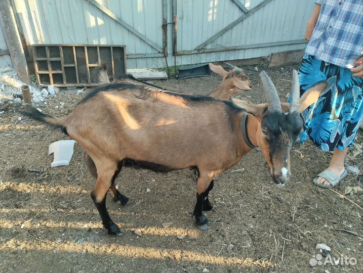 Коза Альпийка