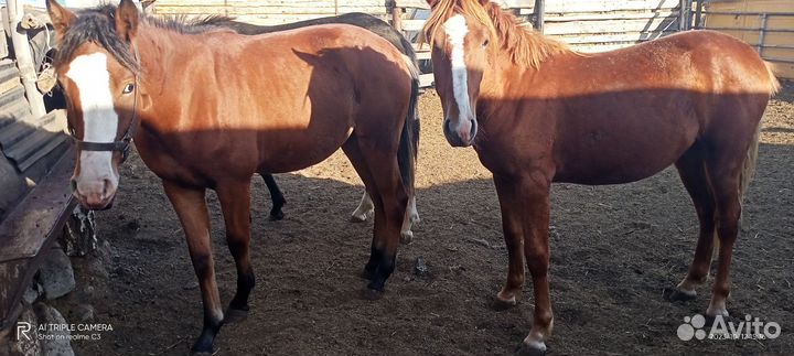 1.6 лошади на мясо