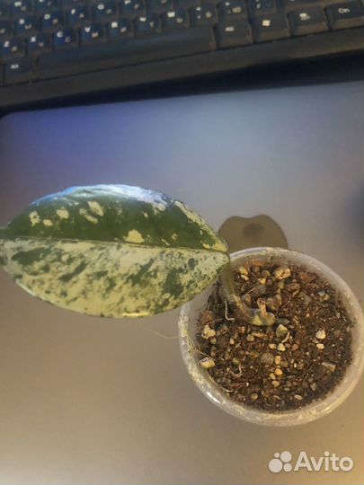 Хойя вилбур гравес