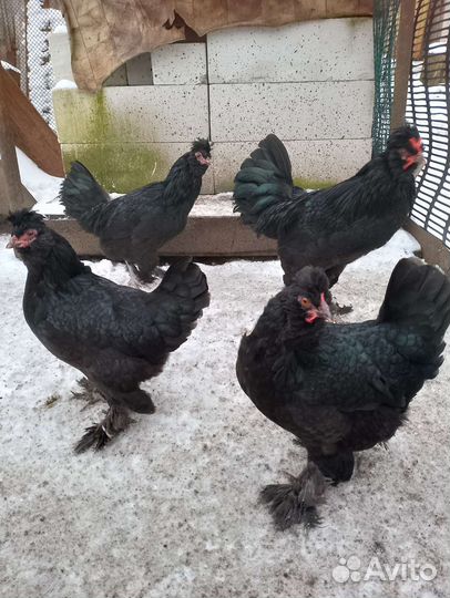 Породные курочки Сильверудд Блу