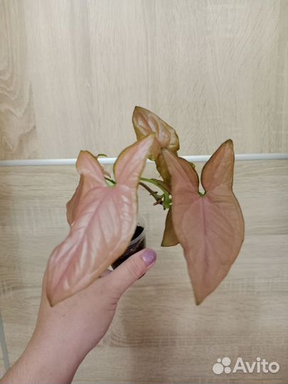 Сингониумы сортовые