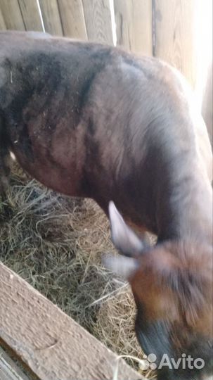 Телочка 1 год