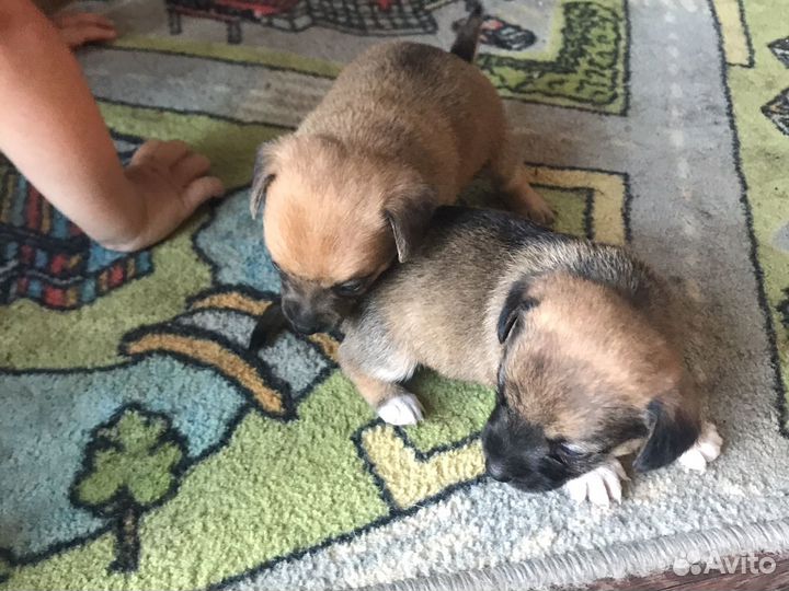 Той-терьер щенки