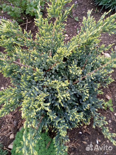 Можжевельник чешуйчатый 