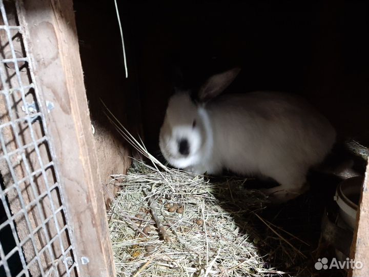 Калифорнийские кролики