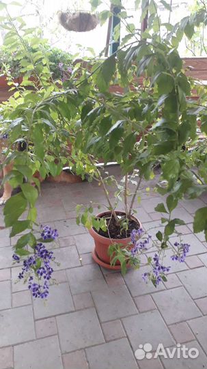 Дуранта. Цветущая. Комнатное растение