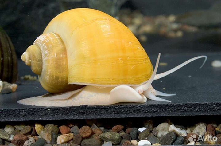 Ампулярии молодь