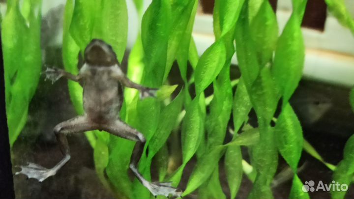 Карликовые аквариумные лягушки-гименохирусы