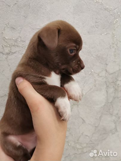 Щенки чихуахуа