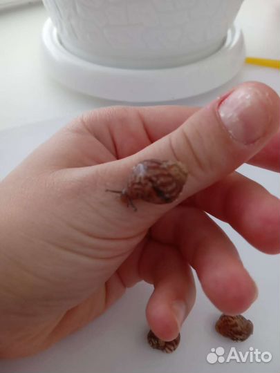 Улитки ахатины имакуляты