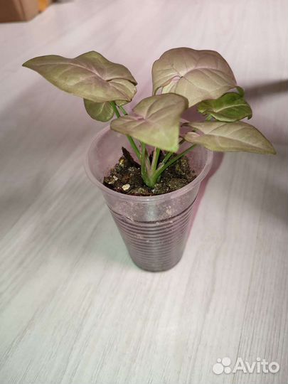 Сингониум Неон робуста