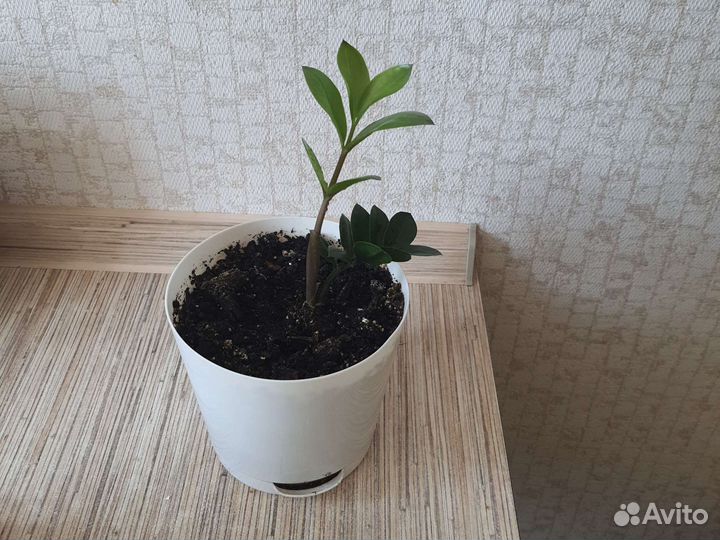 Замиокулькас (долларовое дерево)